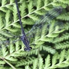 Austroargiolestes icteromelas at Acton, ACT - 17 Dec 2020