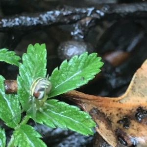 Phonognatha graeffei at Acton, ACT - 17 Dec 2020