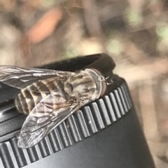 Dasybasis acutipalpis (A march fly) at Black Mountain - 17 Dec 2020 by MattFox