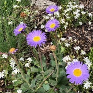 Brachyscome spathulata at Cotter River, ACT - 18 Dec 2020