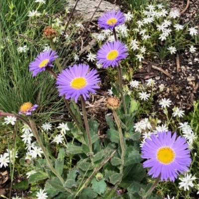 Brachyscome spathulata (Coarse Daisy, Spoon-leaved Daisy) at Cotter River, ACT - 18 Dec 2020 by KMcCue