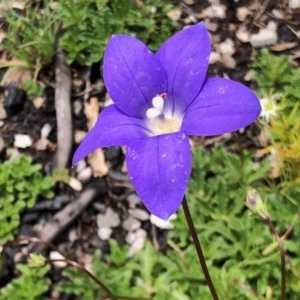 Wahlenbergia gloriosa at Cotter River, ACT - 18 Dec 2020