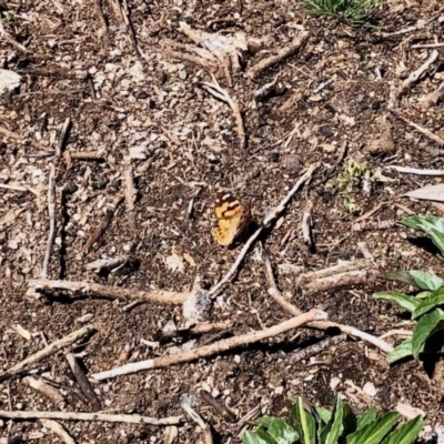 Vanessa kershawi (Australian Painted Lady) at Namadgi National Park - 18 Dec 2020 by KMcCue