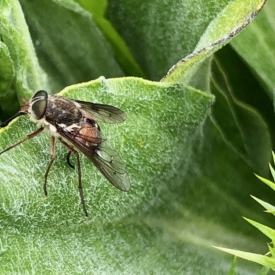 Scaptia sp. (genus) (March fly) at Namadgi National Park - 18 Dec 2020 by KMcCue