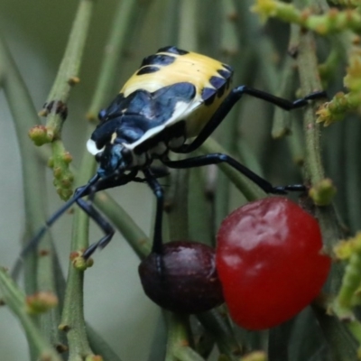 Commius elegans (Cherry Ballart Shield Bug) at Ainslie, ACT - 16 Dec 2020 by jbromilow50