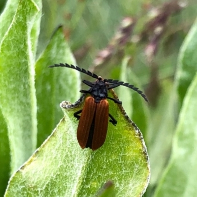 Porrostoma sp. (genus) (Lycid, Net-winged beetle) at Cotter River, ACT - 18 Dec 2020 by KMcCue