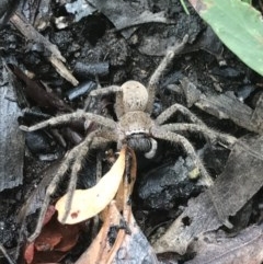 Neosparassus calligaster (Beautiful Badge Huntsman) at Black Mountain - 16 Dec 2020 by MattFox