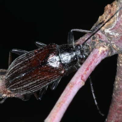 Homotrysis scutellaris (Darkling beetle) at Majura, ACT - 16 Dec 2020 by jb2602