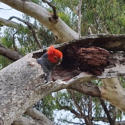 Callocephalon fimbriatum (Gang-gang Cockatoo) at O'Malley, ACT - 18 Dec 2020 by Mike