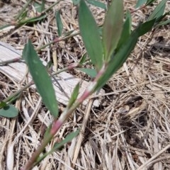 Polygonum aviculare (Wireweed) at Bass Gardens Park, Griffith - 19 Dec 2020 by SRoss