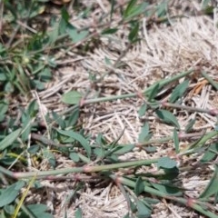 Polygonum aviculare at Griffith, ACT - 19 Dec 2020 12:46 PM