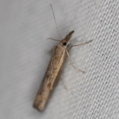 Ptochostola microphaeellus (A Crambid moth) at Forde, ACT - 6 Nov 2020 by ibaird
