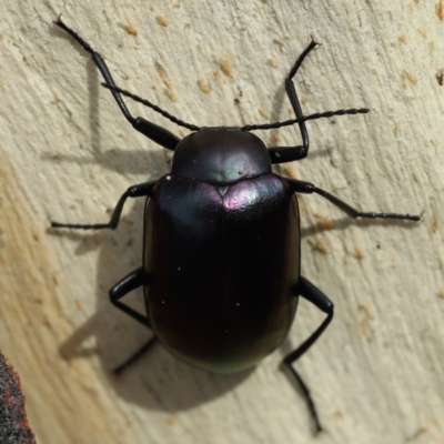 Chalcopteroides cupripennis (Rainbow darkling beetle) at Mount Ainslie - 16 Dec 2020 by jb2602