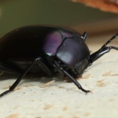 Chalcopteroides cupripennis at Majura, ACT - 16 Dec 2020