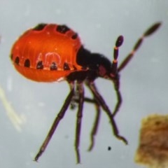 Pentatomoidea (superfamily) (Unidentified Shield or Stink bug) at Yass River, NSW - 19 Dec 2020 by JonLewis