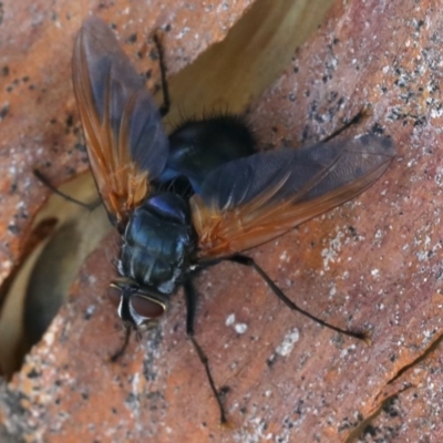 Chetogaster violacea/viridis (complex) (Bristle Fly) at Majura, ACT - 16 Dec 2020 by jb2602