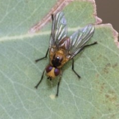 Unidentified Bristle Fly (Tachinidae) at Higgins, ACT - 18 Dec 2020 by AlisonMilton