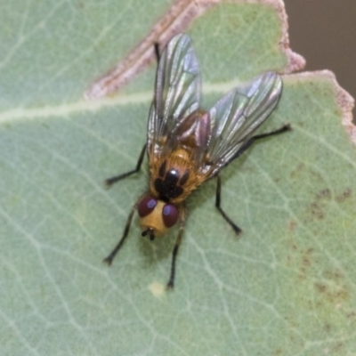 Tachinidae (family) at Higgins, ACT - 19 Dec 2020 by AlisonMilton