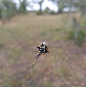 Austracantha minax at Yarralumla, ACT - 19 Dec 2020 09:12 AM