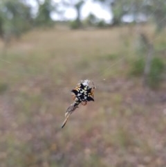 Austracantha minax (Christmas Spider, Jewel Spider) at Yarralumla, ACT - 18 Dec 2020 by jpittock