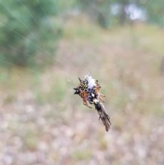 Austracantha minax at Yarralumla, ACT - 19 Dec 2020 09:12 AM