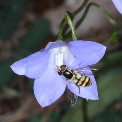 Simosyrphus grandicornis (Common hover fly) at Majura, ACT - 16 Dec 2020 by jb2602