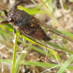 Yoyetta australicta (Southern Ticking Ambertail) at Holt, ACT - 19 Dec 2020 by trevorpreston