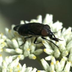 Stomorhina sp. (genus) (Snout fly) at Majura, ACT - 16 Dec 2020 by jb2602