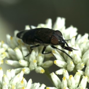 Stomorhina sp. (genus) at Majura, ACT - 16 Dec 2020