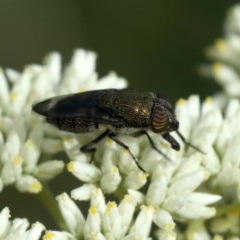 Stomorhina sp. (genus) at Majura, ACT - 16 Dec 2020