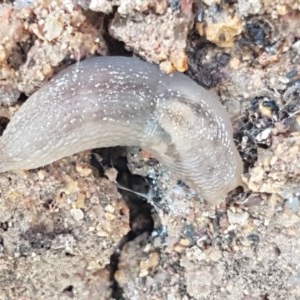 Ambigolimax sp. (valentius and waterstoni) at Holt, ACT - 19 Dec 2020