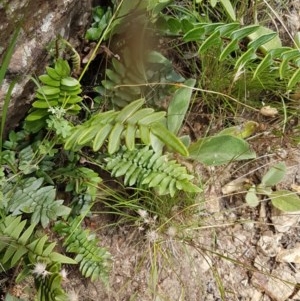 Pellaea calidirupium at Holt, ACT - 19 Dec 2020