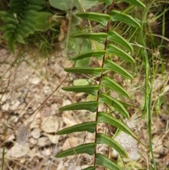 Pellaea calidirupium at Holt, ACT - 19 Dec 2020