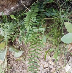 Pellaea calidirupium at Holt, ACT - 19 Dec 2020