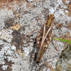 Austroicetes sp. (genus) (A grasshopper) at Holt, ACT - 19 Dec 2020 by tpreston