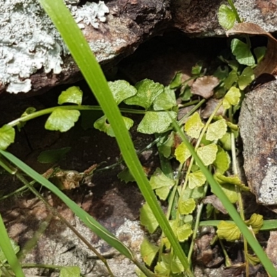 Asplenium flabellifolium (Necklace Fern) at Ginninderry Conservation Corridor - 19 Dec 2020 by trevorpreston