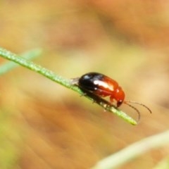 Monolepta sp. (genus) (Leaf beetle) at Holt, ACT - 19 Dec 2020 by tpreston