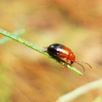 Monolepta sp. (genus) (Leaf beetle) at Holt, ACT - 19 Dec 2020 by tpreston