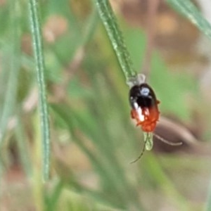 Monolepta sp. (genus) at Holt, ACT - 19 Dec 2020