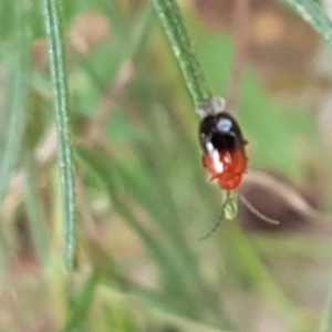 Monolepta sp. (genus) at Holt, ACT - 19 Dec 2020