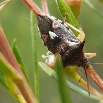 Oechalia schellenbergii (Spined Predatory Shield Bug) at Holt, ACT - 19 Dec 2020 by tpreston