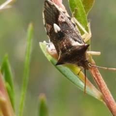 Oechalia schellenbergii at Holt, ACT - 19 Dec 2020