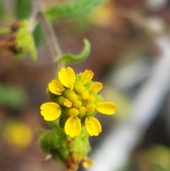 Sigesbeckia australiensis (Cobber Weed) at Holt, ACT - 19 Dec 2020 by trevorpreston