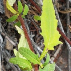 Sigesbeckia australiensis at Holt, ACT - 19 Dec 2020
