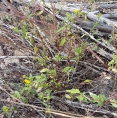 Sigesbeckia australiensis at Holt, ACT - 19 Dec 2020