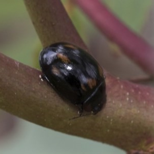 Paropsisterna octosignata at Higgins, ACT - 19 Dec 2020