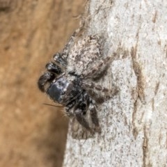 Servaea sp. (genus) (Unidentified Servaea jumping spider) at Higgins, ACT - 18 Dec 2020 by AlisonMilton