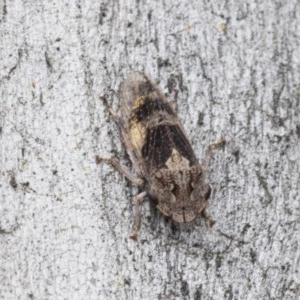 Stenocotis depressa at Higgins, ACT - 19 Dec 2020