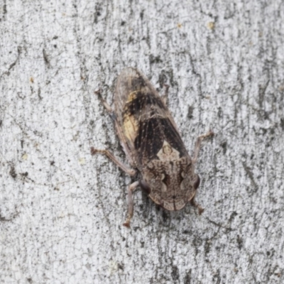 Stenocotis depressa (Leafhopper) at Higgins, ACT - 18 Dec 2020 by AlisonMilton