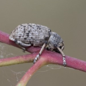 Rhinaria sp. (genus) at Higgins, ACT - 19 Dec 2020 09:00 AM